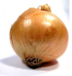 allium cepa 282x300 Allium Cepa, la cebolla