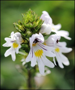 euphrasia 252x300 Euphrasia, ojos irritados
