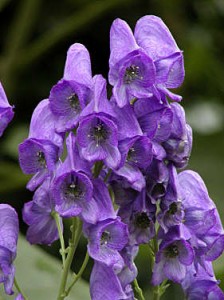 Aconitum Aconitum1 224x300 Aconitum, aparición repentina