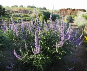 Agnus castus1 300x245 Agnus Castus, insatisfacción sexual