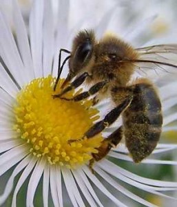 Apis Apis 257x300 Apis, todo le escuece, todo le pica