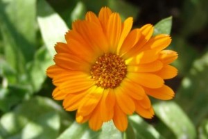 Calendula Officinalis1 300x200 Calendula, el agua oxigenada homeopática