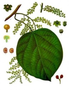 Cocculus1 230x300 Cocculus Indicus, mareos en los viajes 