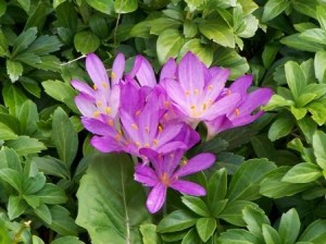 Colchicum Autumnale2 300x224 Colchicum, gran olfato