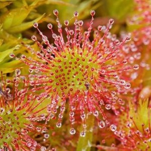 Drosera Drosera1 300x300 Drosera, demasiado sensible a la maldad