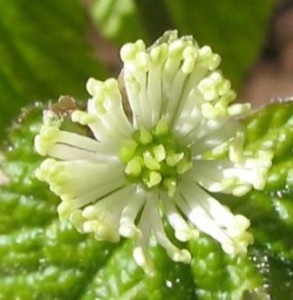 Hydrastis Hydrastis1 293x300 Hydrastis, constipado y estreñido