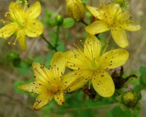 Hypericum Hypericum1 300x241 Hypericum, lesiones en los nervios