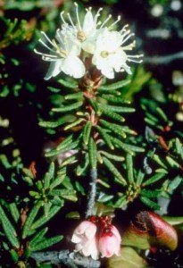 Ledum palustre Ledum palustre1 205x300 Ledum Palustre, el anti mosquitos