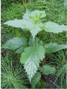 Ortiga Ortiga 227x300 Urtica Urens, la ortiga