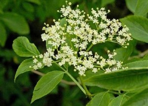 Sambucus Sambucus1 300x215 Sambucus, el asustadizo