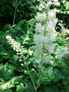 actaea racemosa1 224x300 Cimifuga, Actaea Racemosa, miedo al parto