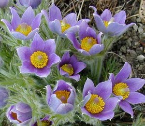 pulsatilla pulsatilla 300x261 Pulsatilla, mi mamá