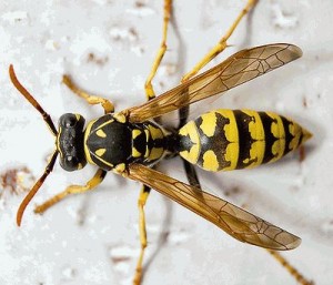 Avispa 300x257 Picaduras de insectos