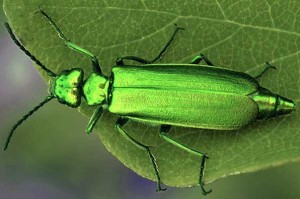 Cantharis 300x199 Cantharis, dolores ardientes