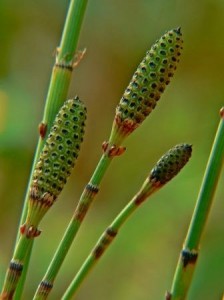 Equisetum Equisetum 224x300 Equisetum, enúresis infantil