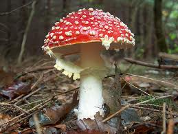 agaricus homeopatia agaricus Agaricus Muscarius, la torpeza