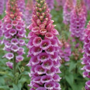 digitalis 300x300 Digitalis, problemas cardiacos