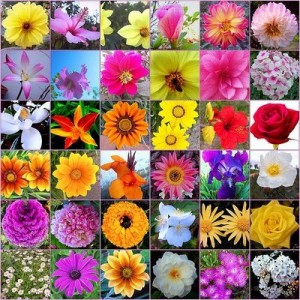 floresdebach todas floresdebach todas 300x300 Flores de Bach