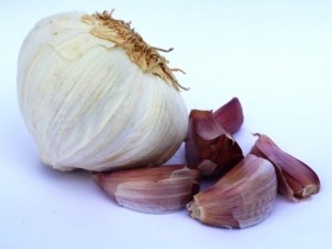 allium stivum1 300x225 Allium Sativum, el ajo