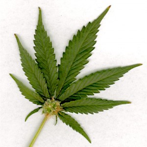cannabis sativa 300x300 Cannabis Sativa, la marihuana