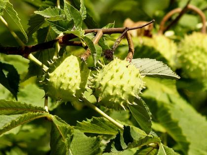 aesculus hippocastanum aesculus hippocastanum Aesculus Hippocastanum, las hemorroides