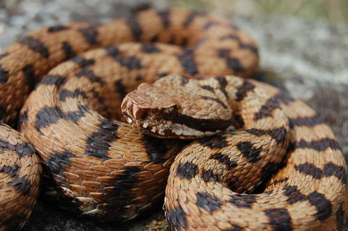 vipera vipera Vipera, la víbora